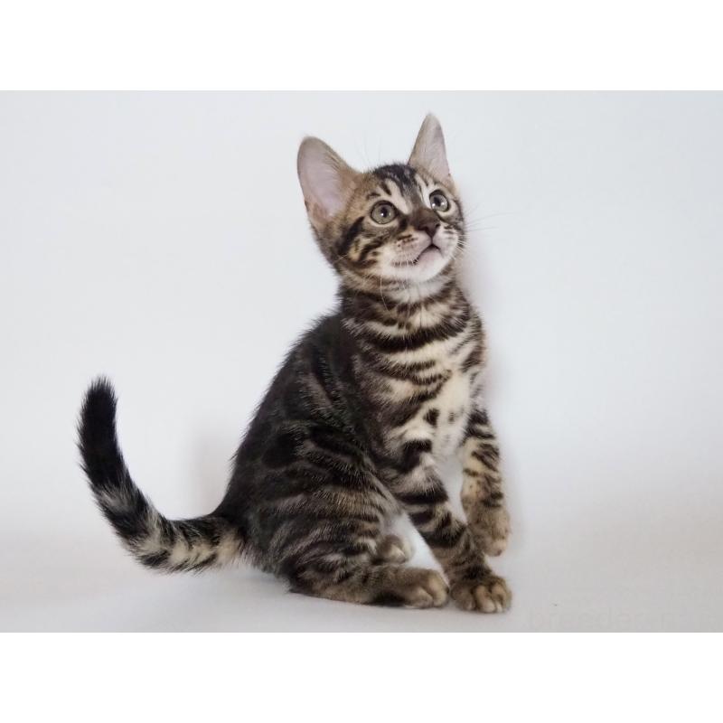 販売中の神奈川県のベンガル-131516の11枚目