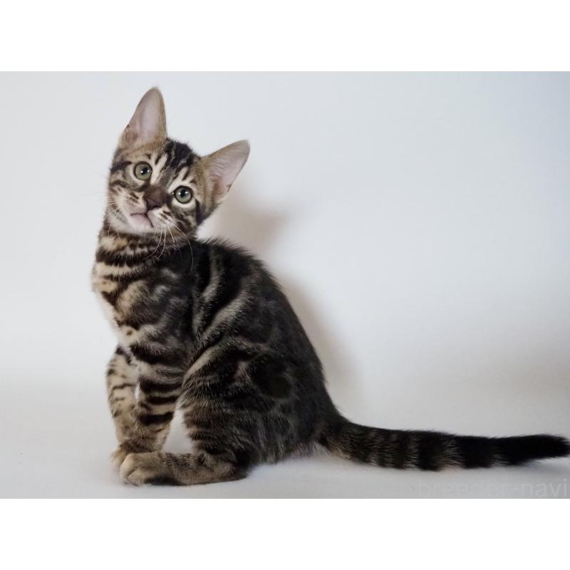 販売中の神奈川県のベンガル-131516の10枚目