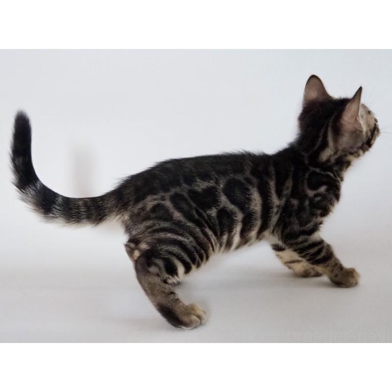 販売中の神奈川県のベンガル-131516の9枚目