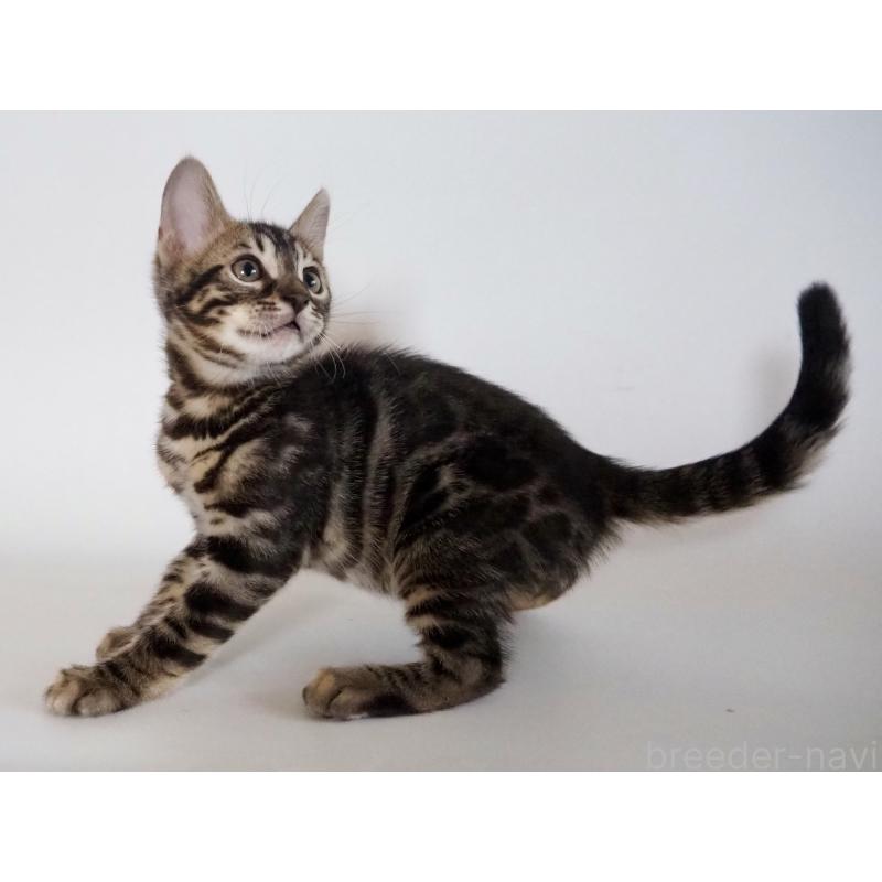 販売中の神奈川県のベンガル-131516の8枚目