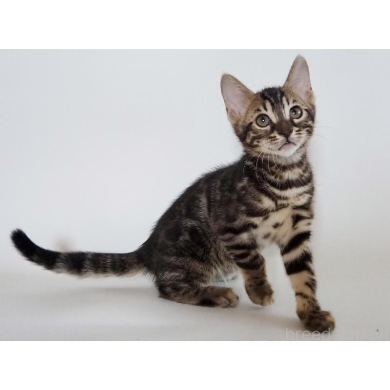 販売中の神奈川県のベンガル-131516の7枚目