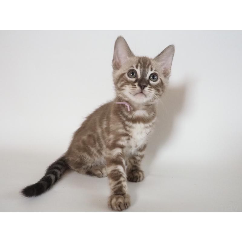 成約済の神奈川県のベンガル-131513の10枚目