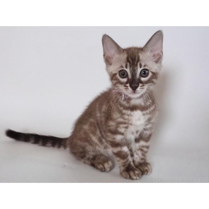 成約済の神奈川県のベンガル-131513の9枚目