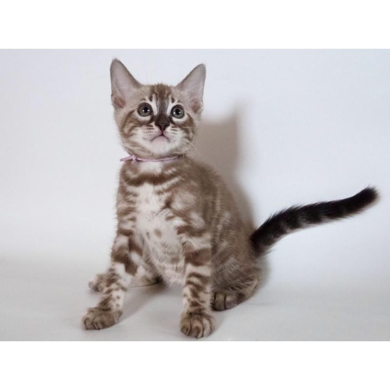 成約済の神奈川県のベンガル-131513の8枚目