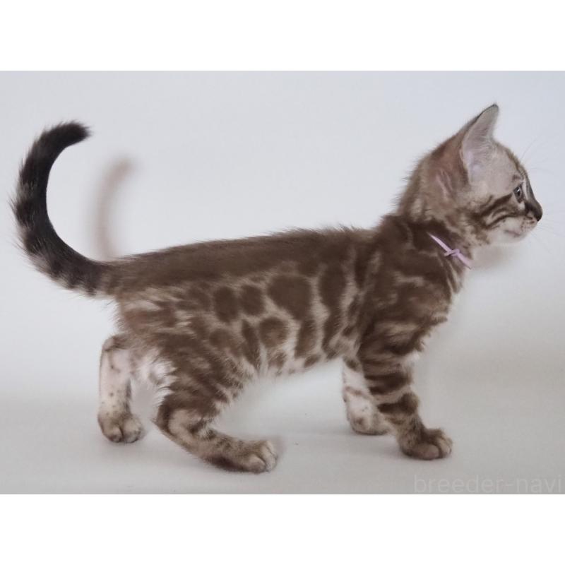 成約済の神奈川県のベンガル-131513の7枚目