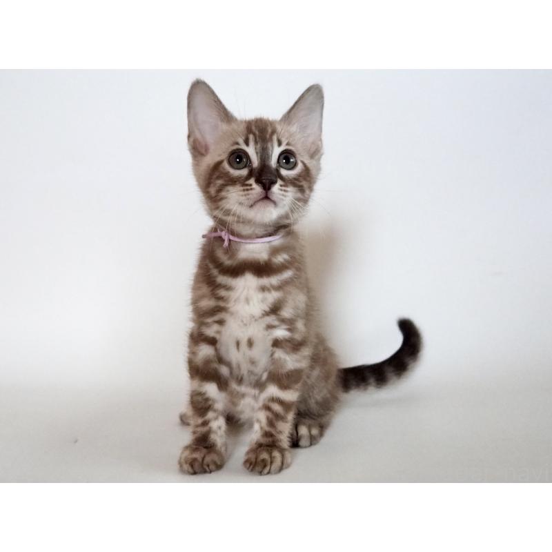 成約済の神奈川県のベンガル-131513の3枚目