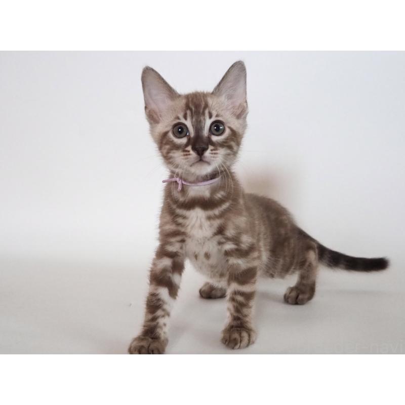 成約済の神奈川県のベンガル-131513の2枚目