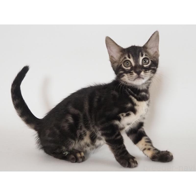 成約済の神奈川県のベンガル-131515の12枚目