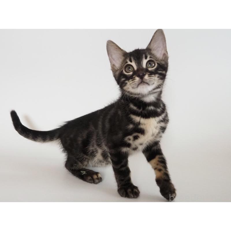 成約済の神奈川県のベンガル-131515の11枚目