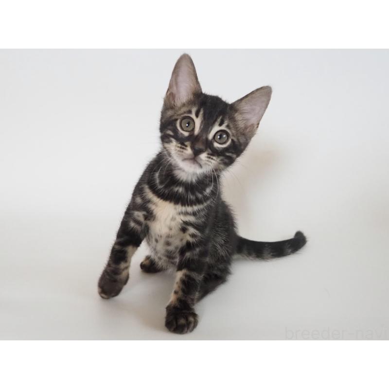 成約済の神奈川県のベンガル-131515の8枚目