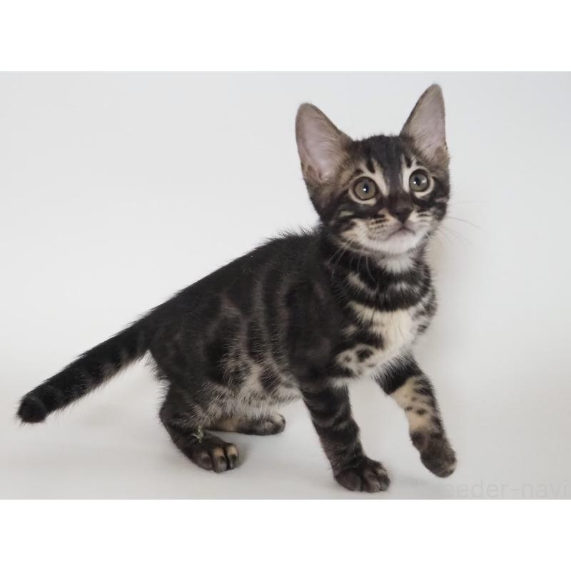 成約済の神奈川県のベンガル-131515の7枚目