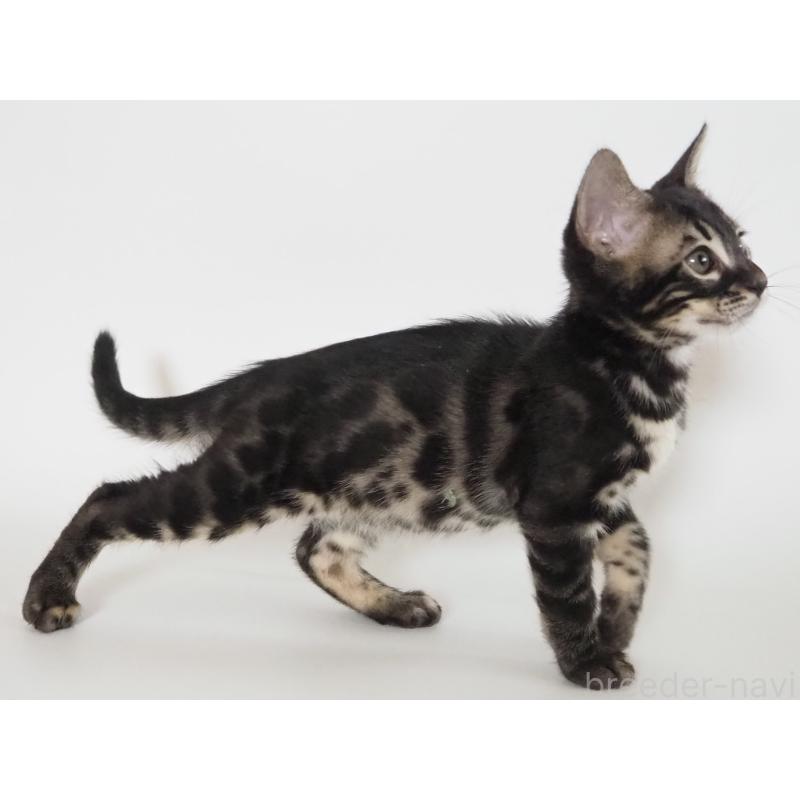 成約済の神奈川県のベンガル-131515の6枚目