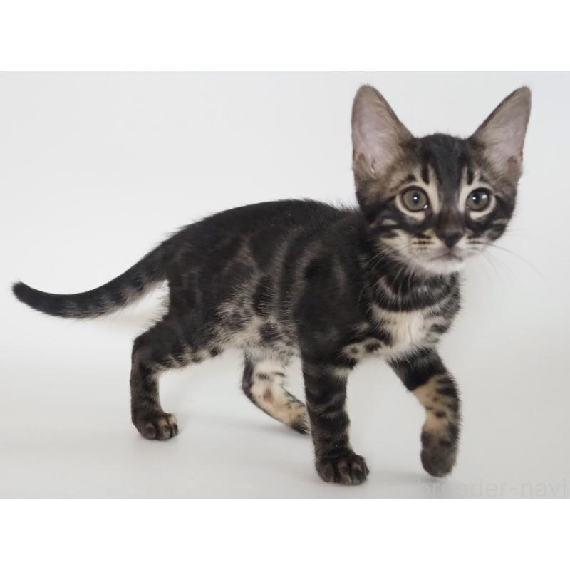 成約済の神奈川県のベンガル-131515の5枚目