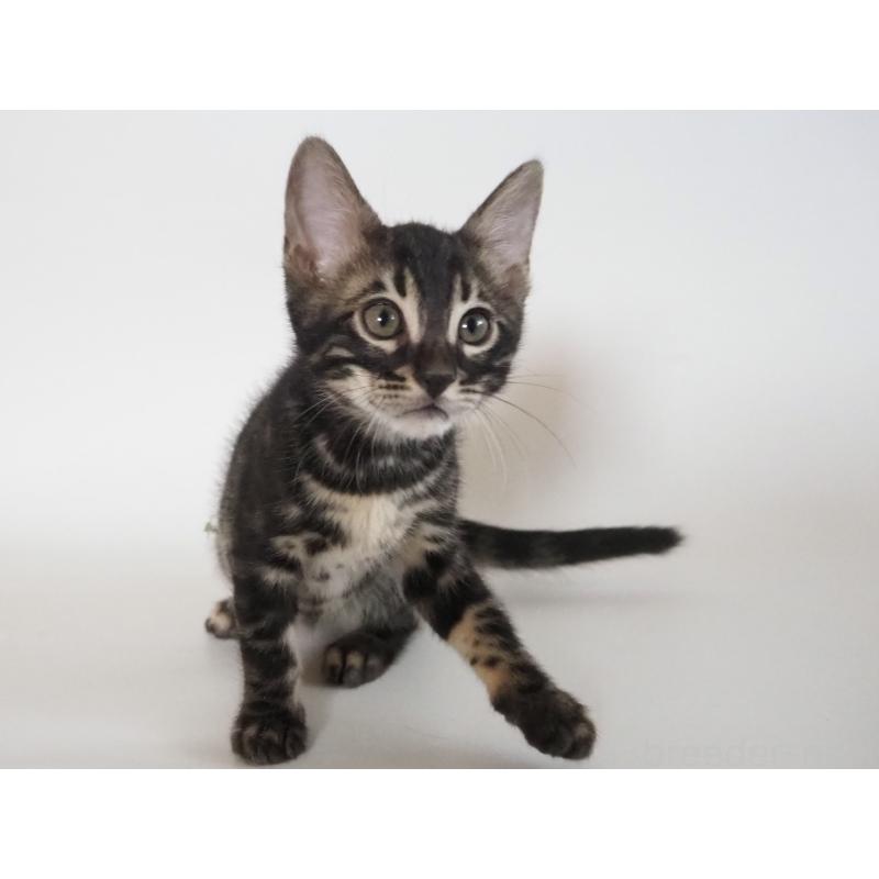 成約済の神奈川県のベンガル-131515の4枚目