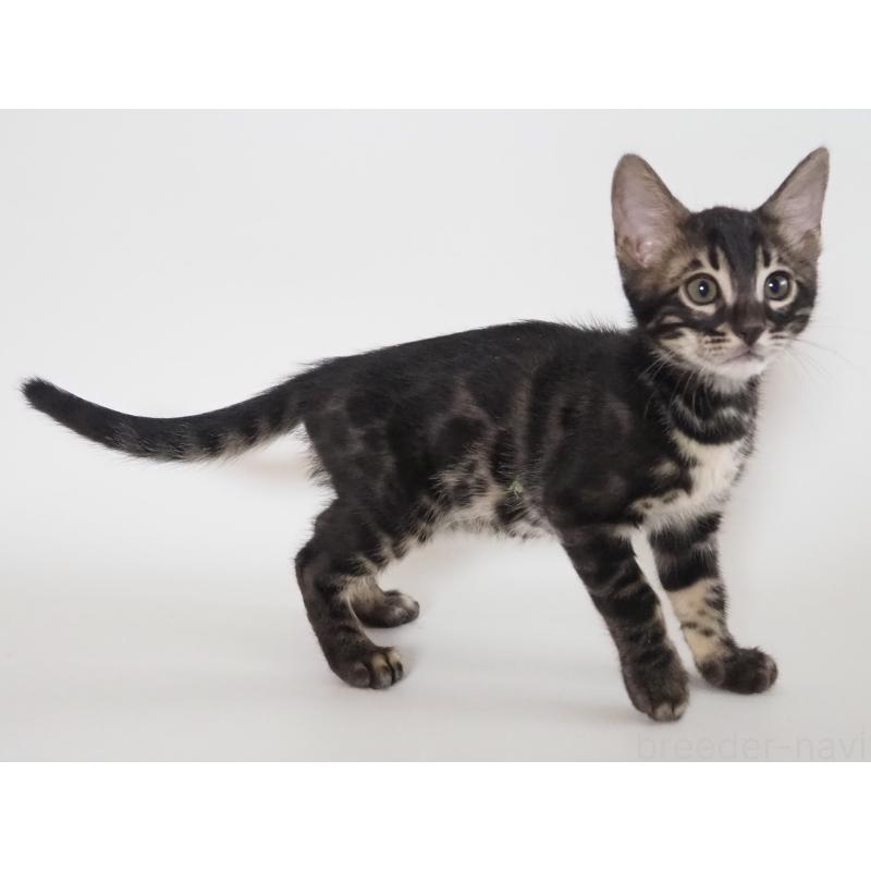 成約済の神奈川県のベンガル-131515の3枚目