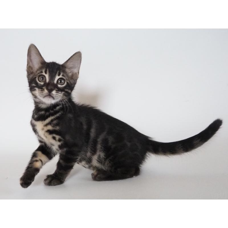 成約済の神奈川県のベンガル-131515の2枚目