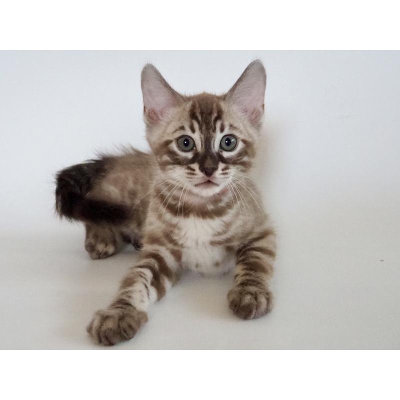 販売中の神奈川県のベンガル-131512の20枚目