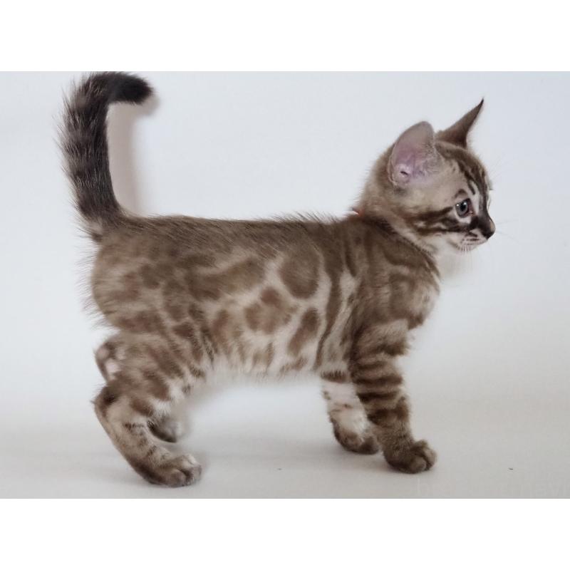 販売中の神奈川県のベンガル-131512の18枚目