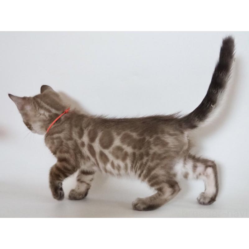 販売中の神奈川県のベンガル-131512の17枚目