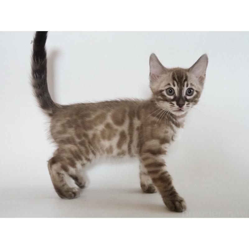 販売中の神奈川県のベンガル-131512の16枚目