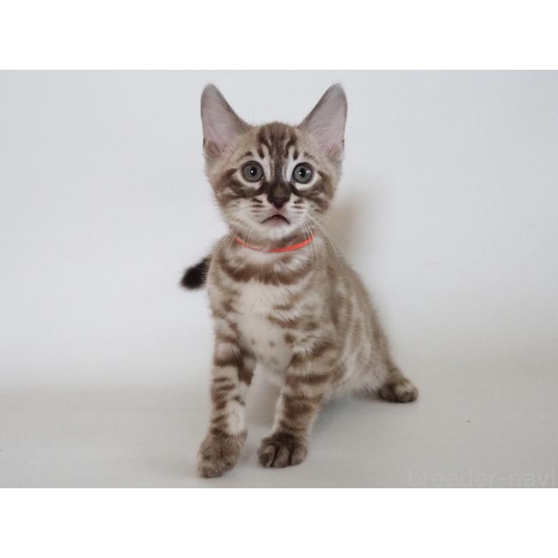 販売中の神奈川県のベンガル-131512の15枚目