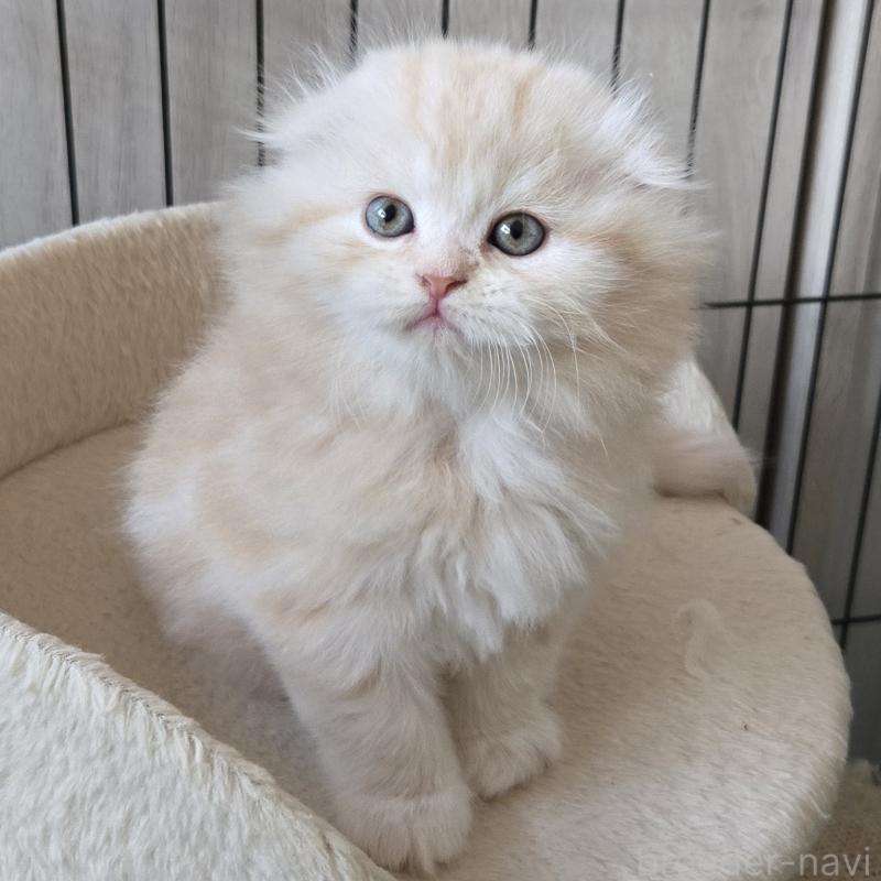 販売中の福岡県のスコティッシュフォールド(折れ耳)-131788