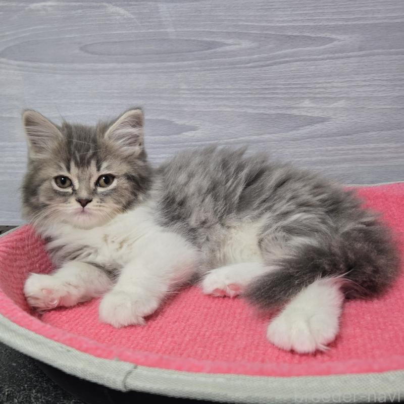 販売中の福岡県のマンチカン-131045