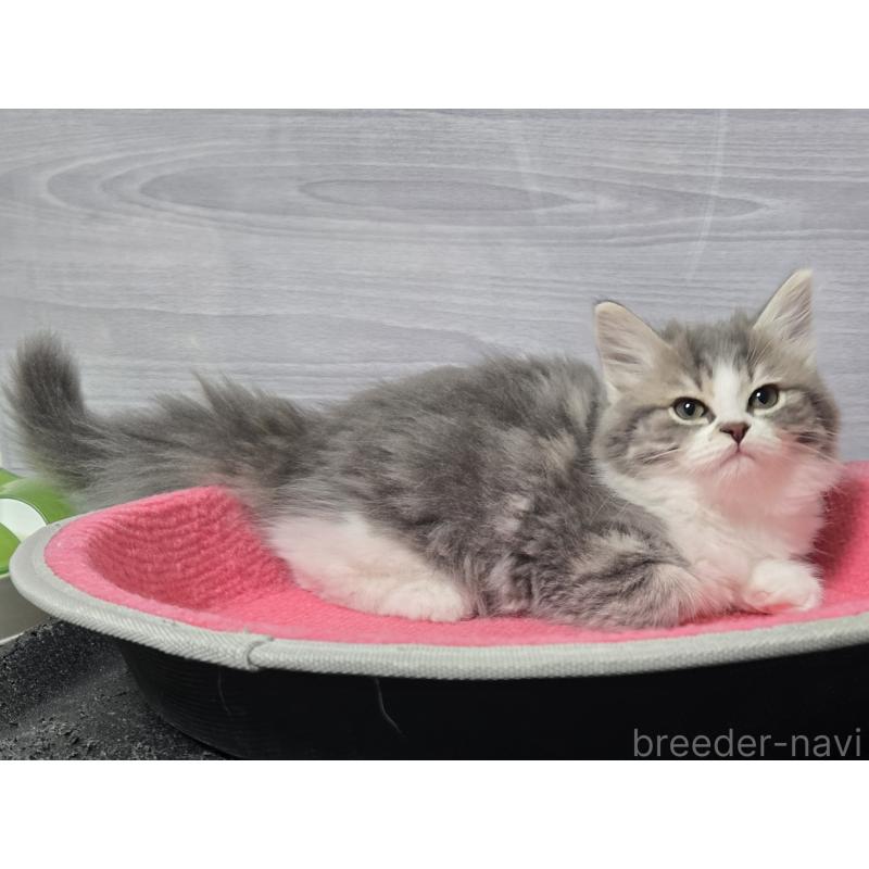 販売中の福岡県のマンチカン-131043の2枚目