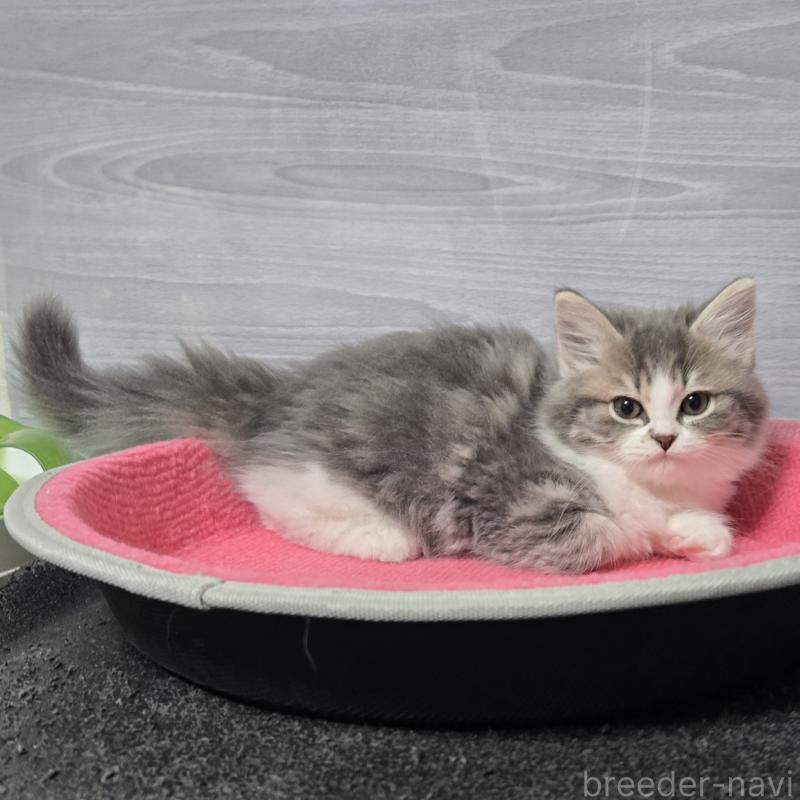 販売中の福岡県のマンチカン-131043