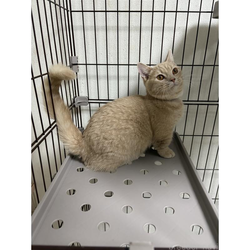 販売中の愛知県のミヌエット-129916の6枚目