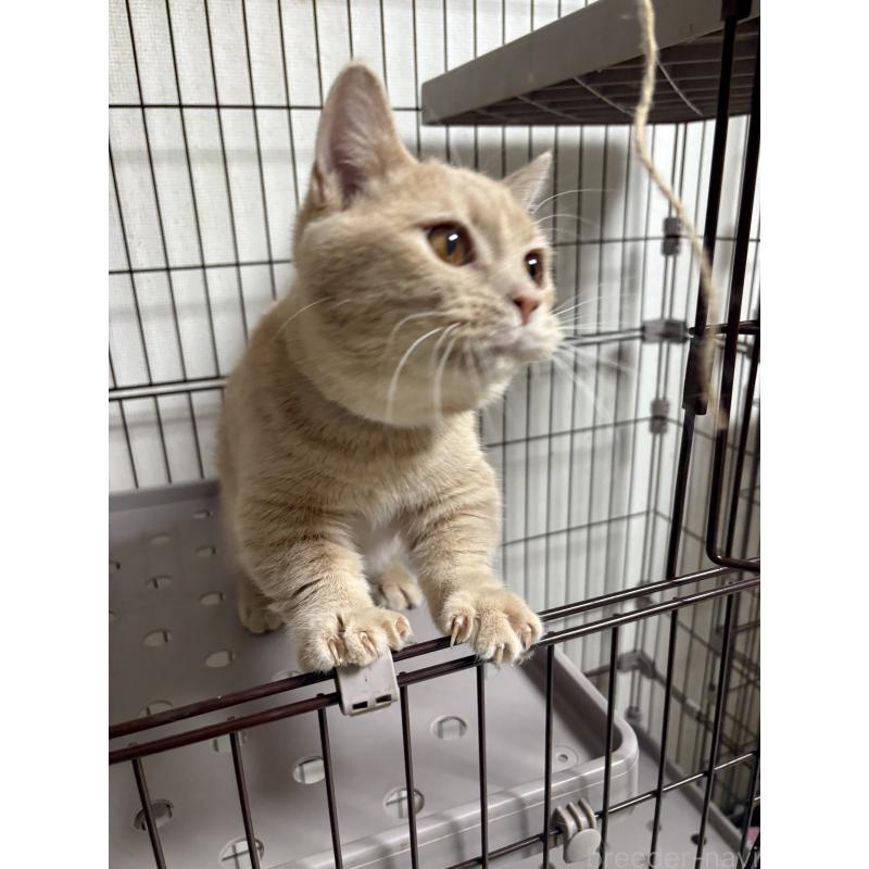 販売中の愛知県のミヌエット-129916の5枚目