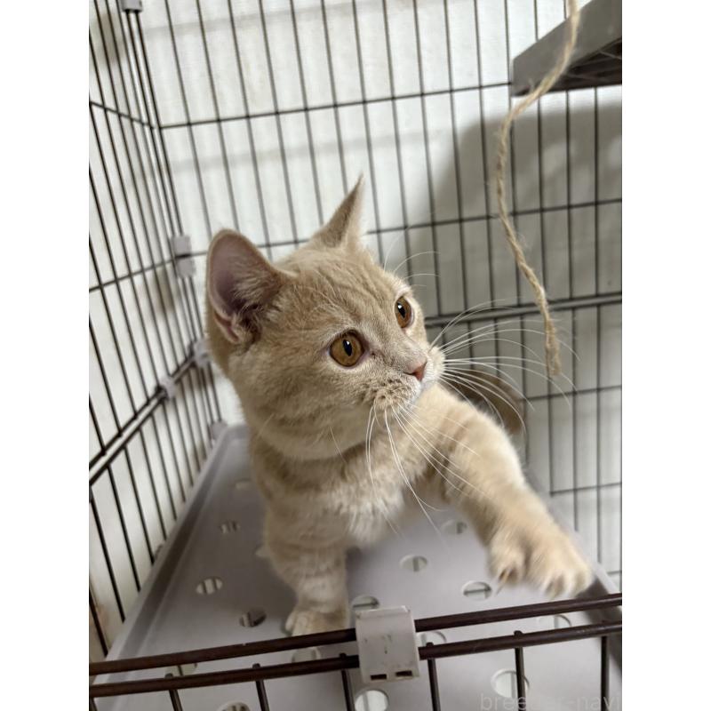 販売中の愛知県のミヌエット-129916の4枚目