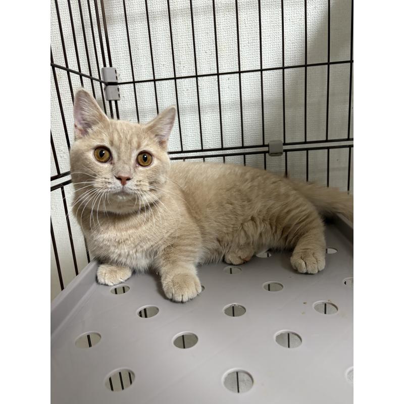 販売中の愛知県のミヌエット-129916の3枚目