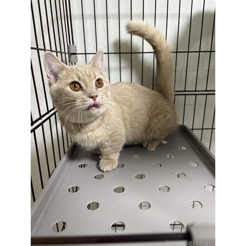 販売中の愛知県のミヌエット-129916の2枚目