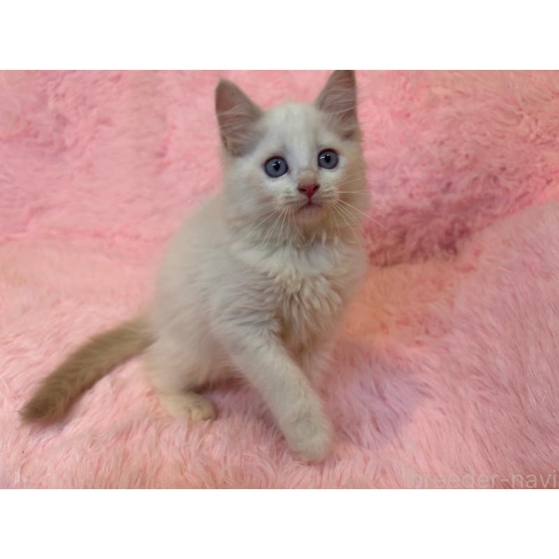 販売中の三重県のサイベリアン-132284の7枚目