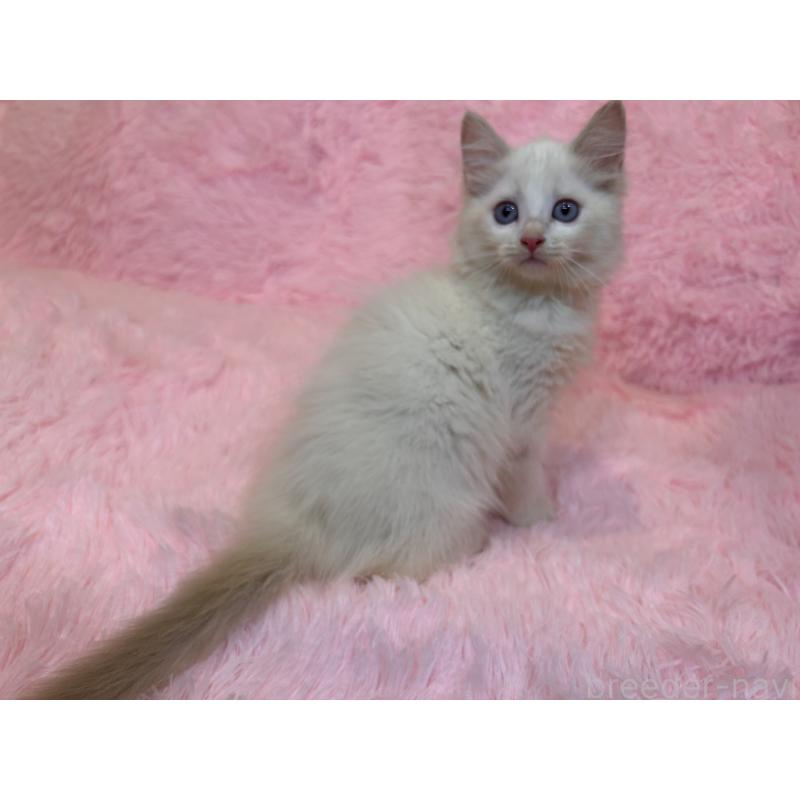 販売中の三重県のサイベリアン-132284の6枚目