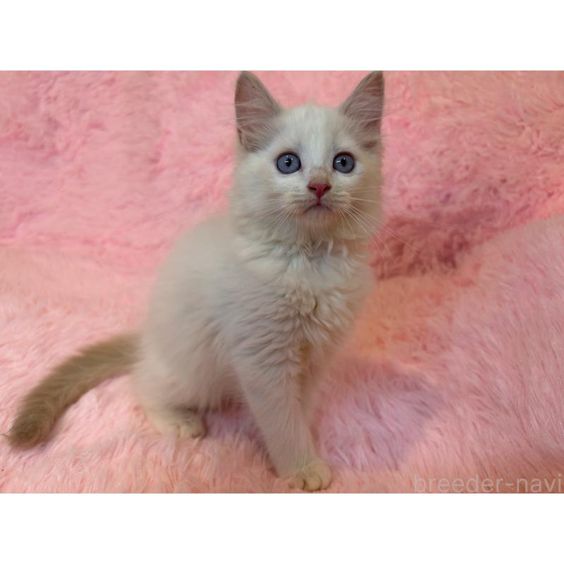 販売中の三重県のサイベリアン-132284の5枚目