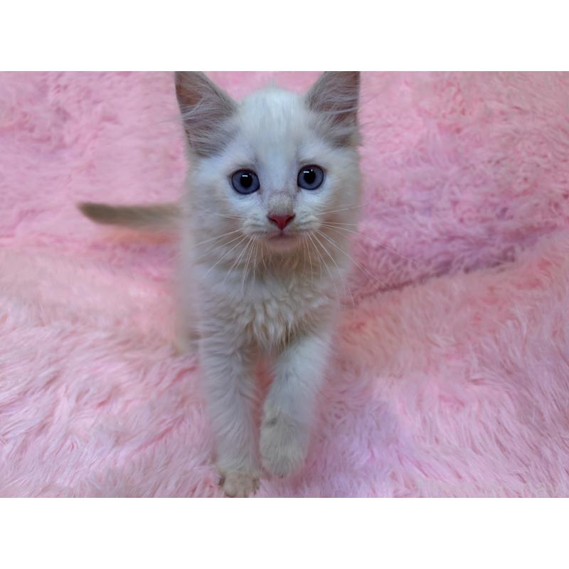 販売中の三重県のサイベリアン-132284の3枚目