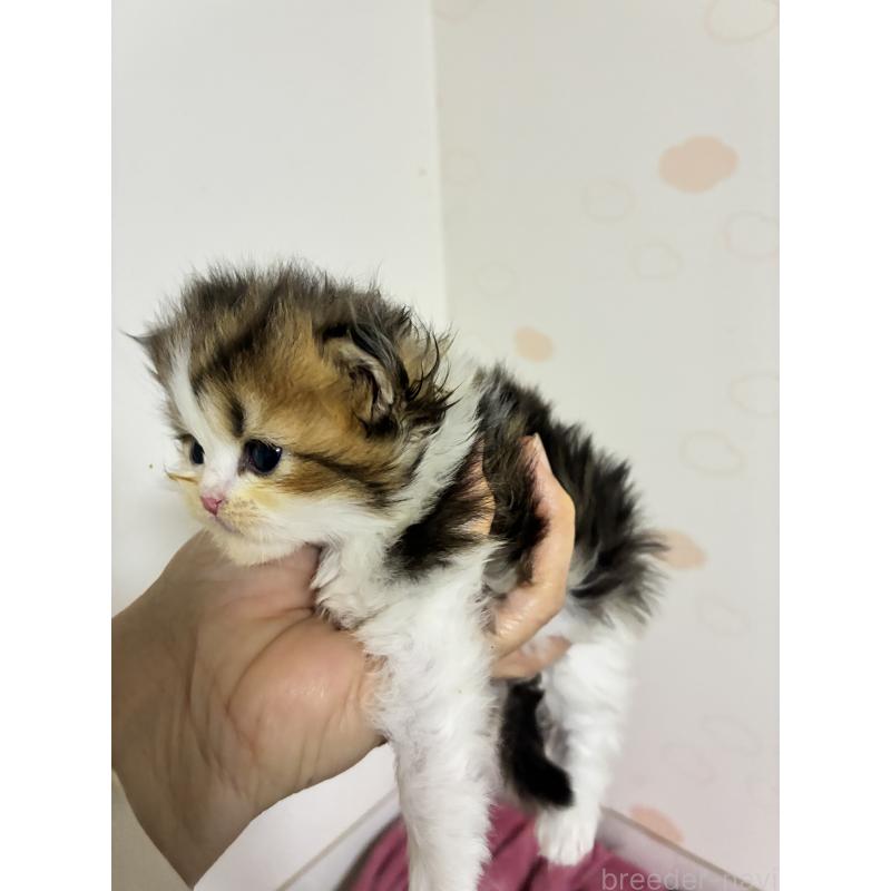 販売中の千葉県のペルシャ-131126の6枚目