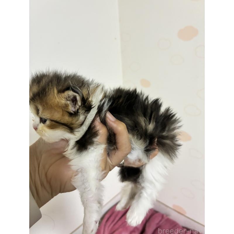 販売中の千葉県のペルシャ-131126の5枚目