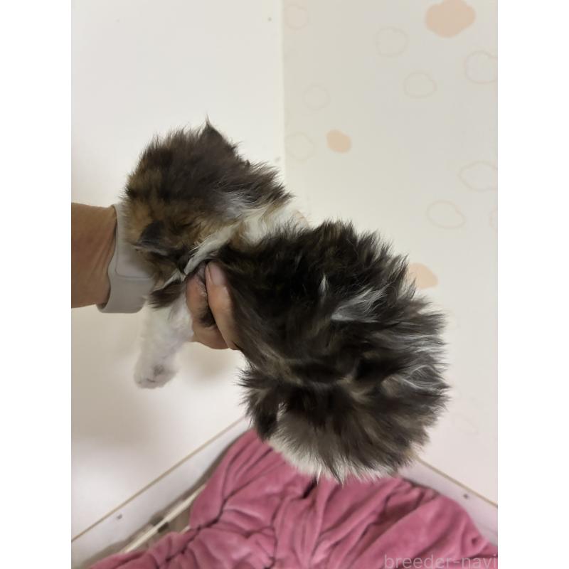 販売中の千葉県のペルシャ-131126の4枚目