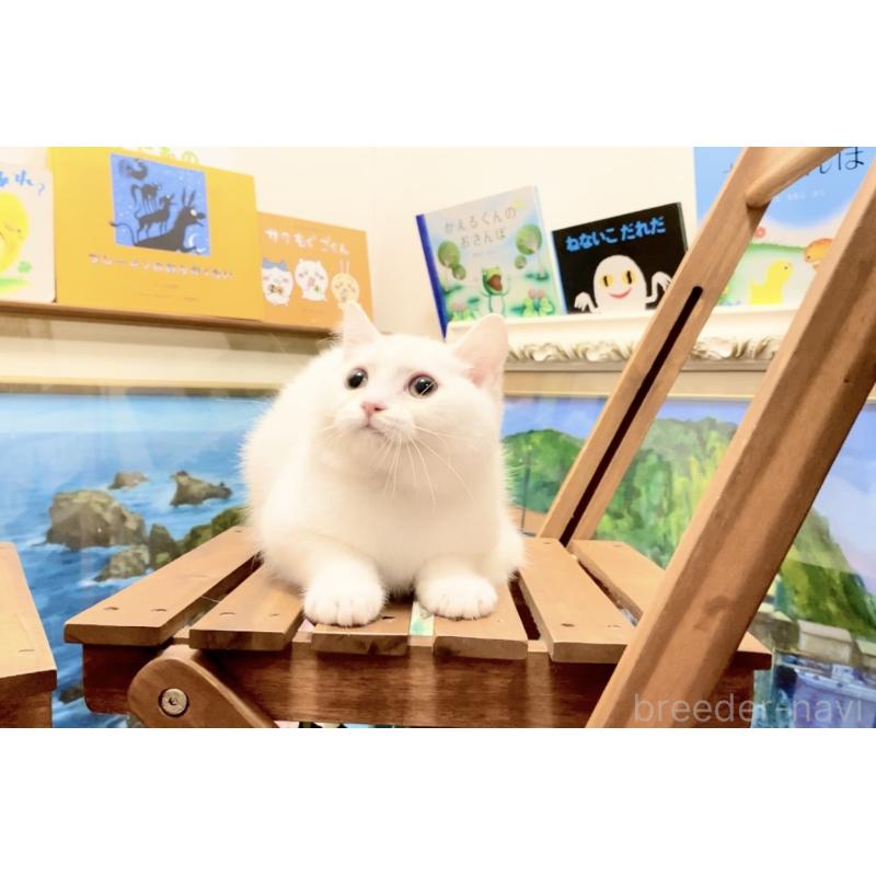 販売中の北海道のマンチカン-132287の7枚目