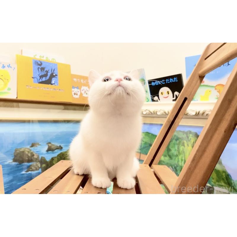 販売中の北海道のマンチカン-132287の6枚目