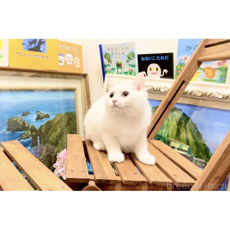 販売中の北海道のマンチカン-132287の5枚目