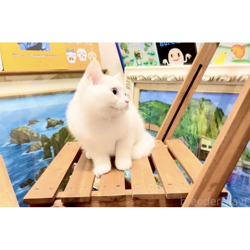 販売中の北海道のマンチカン-132287の4枚目