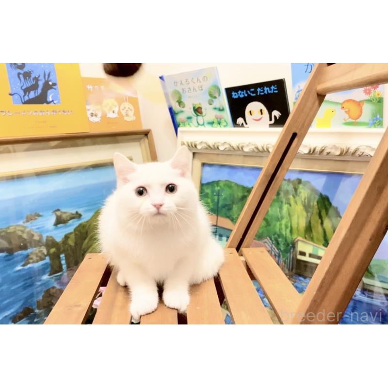 販売中の北海道のマンチカン-132287の3枚目