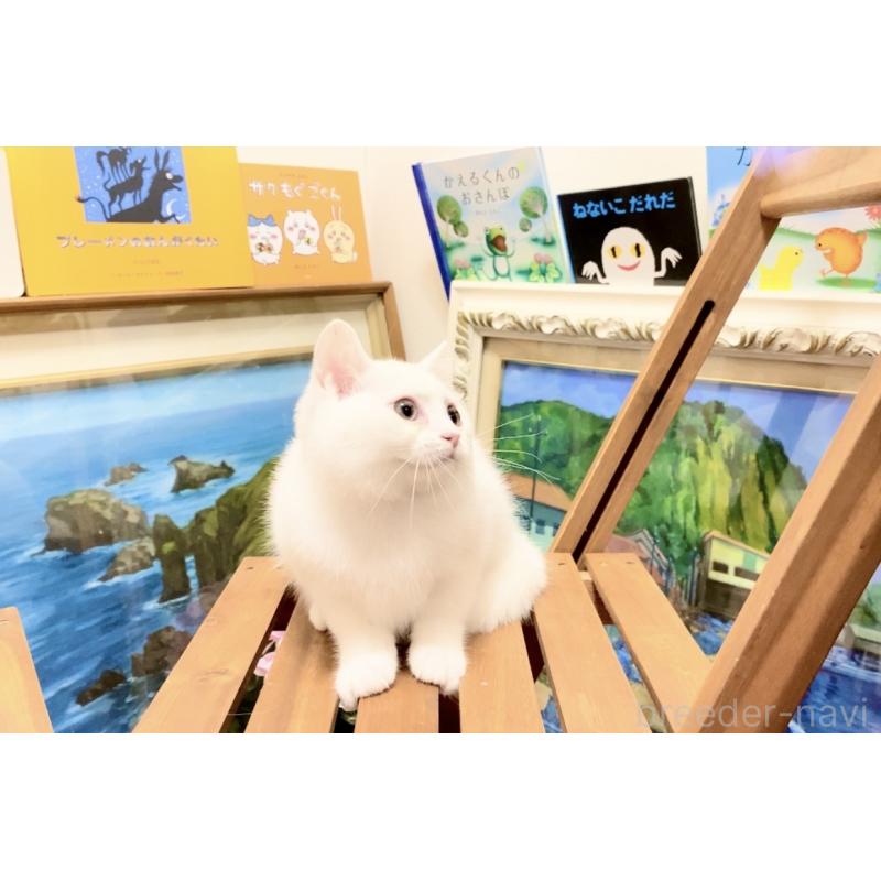 販売中の北海道のマンチカン-132287の2枚目