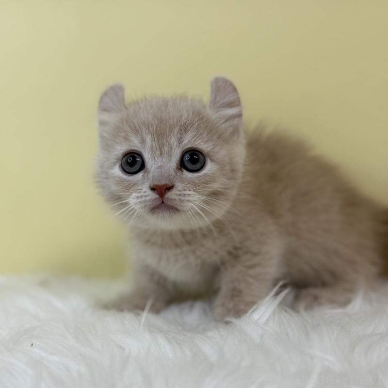 販売中の埼玉県のキンカロー-131172