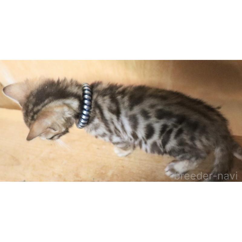 販売中の群馬県のベンガル-132275の7枚目