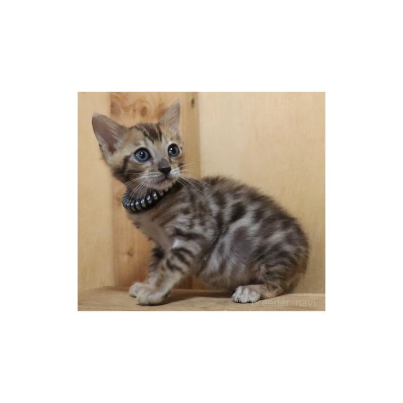 販売中の群馬県のベンガル-132275の6枚目